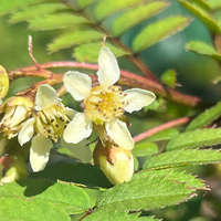 Sorbus tenuis HS12732
